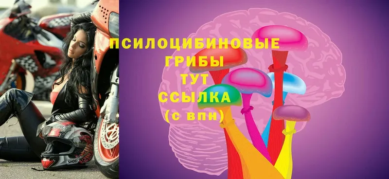 Галлюциногенные грибы Psilocybine cubensis  Изобильный 